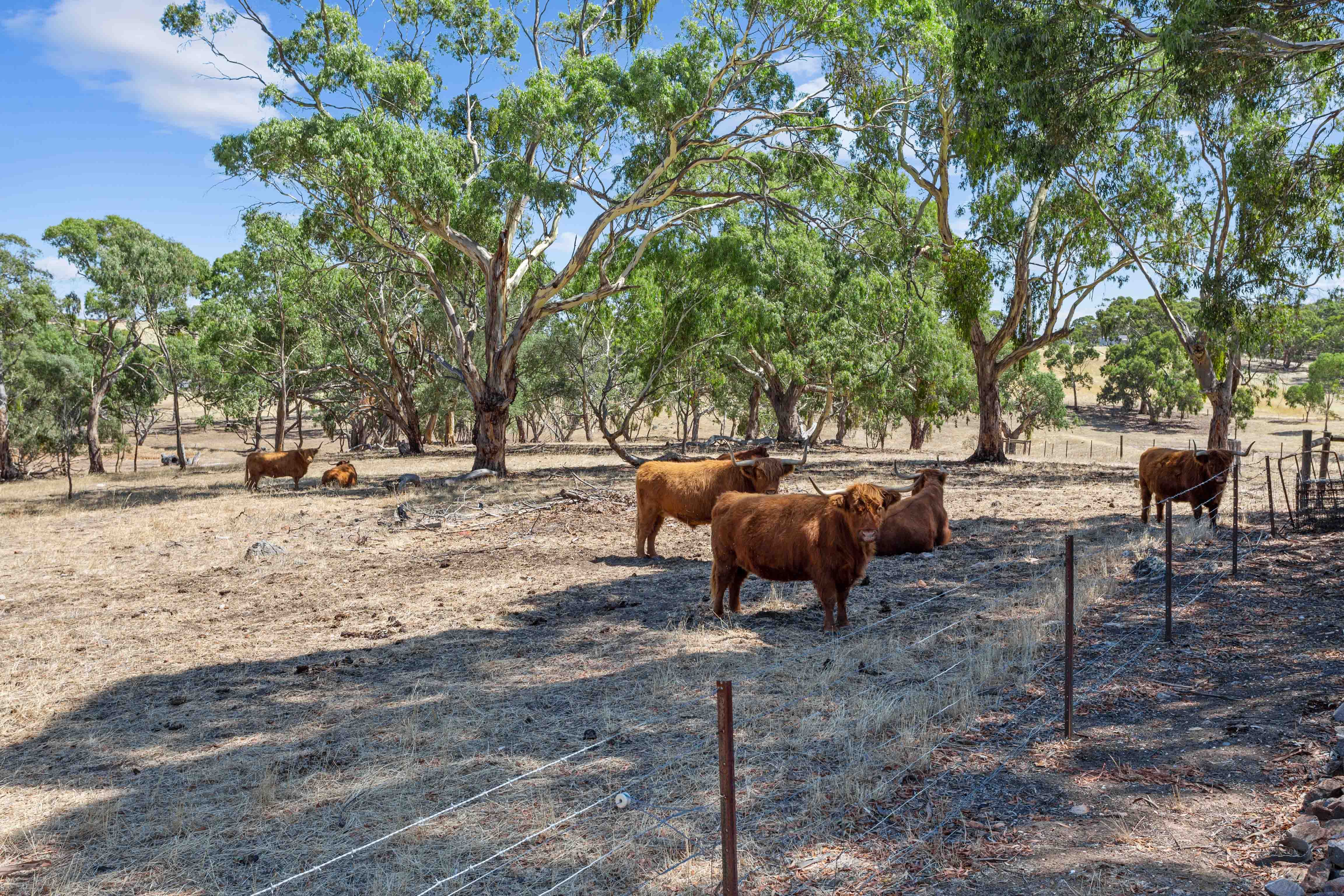 86 Hubbe Road, Clare SA 5453, Clare - Thumbnail 5