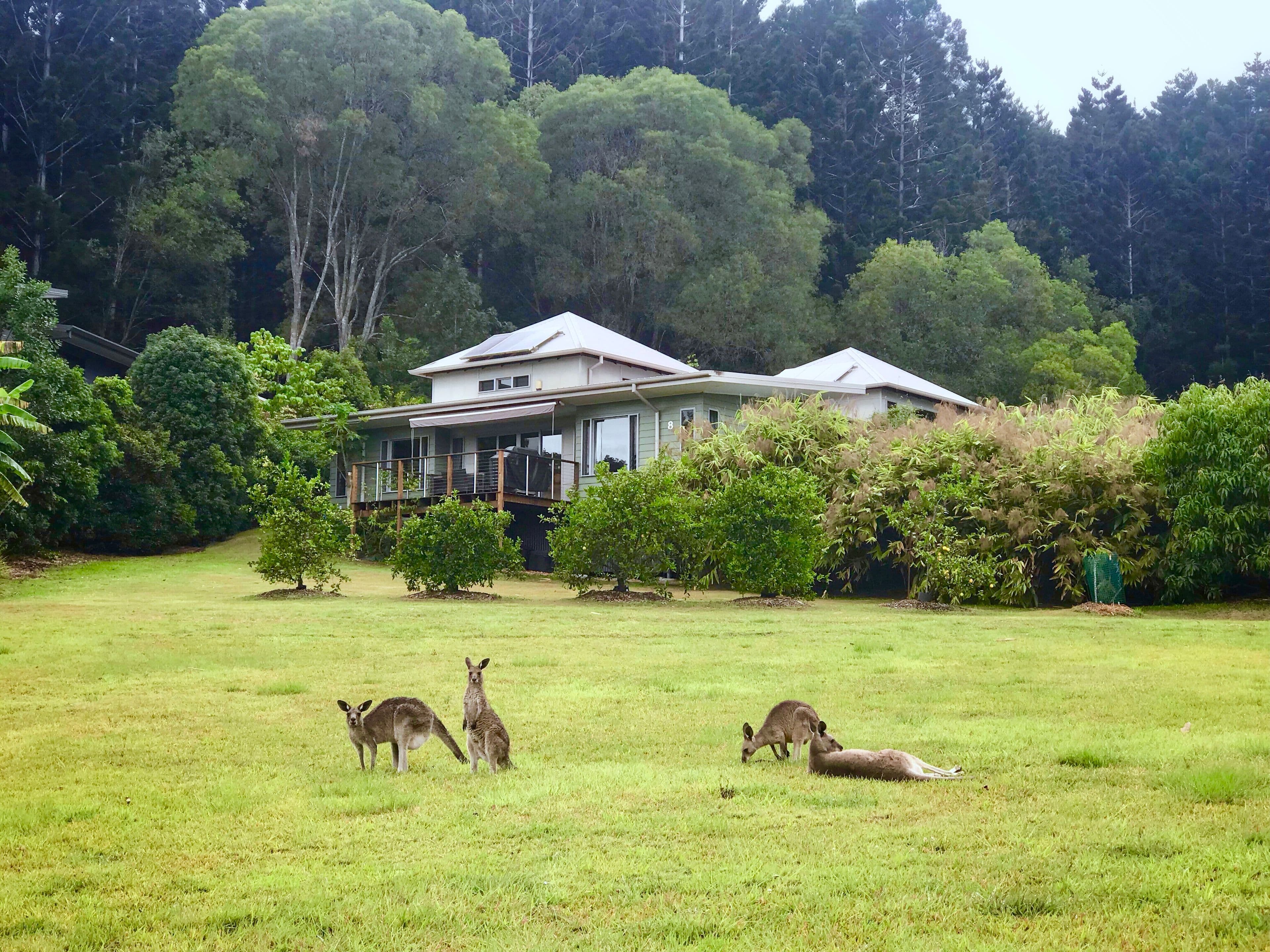 8 Booneen Burrow, Currumbin Valley QLD 4223, Currumbin Valley - Thumbnail 7