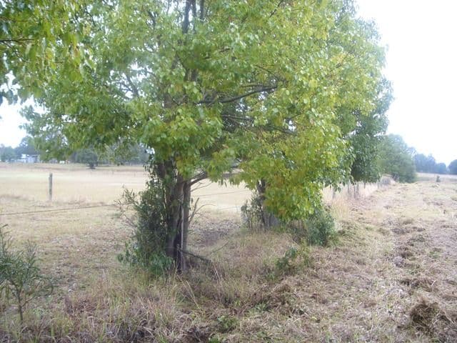 0 Hart, BLACKBUTT QLD 4314, Blackbutt - Thumbnail 6