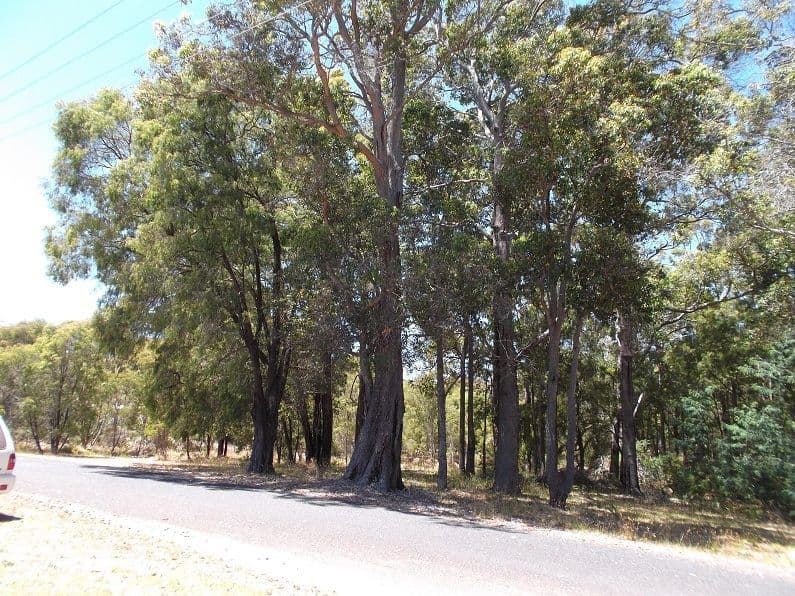 135 Banksia Street, NORTHCLIFFE WA 6262, Northcliffe - Thumbnail 4