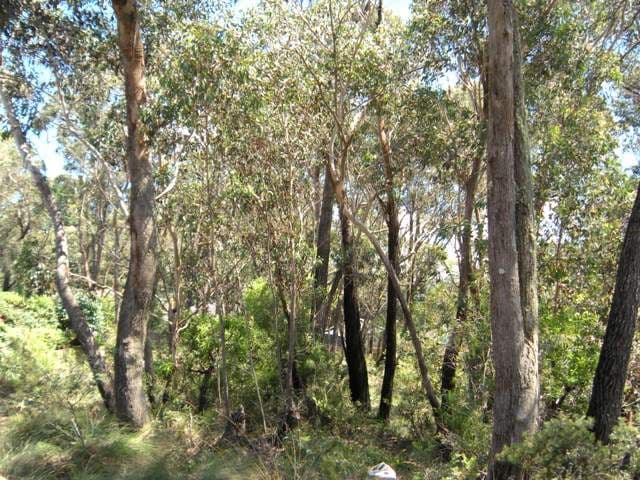 8 Sunbeam Avenue, BLACKHEATH NSW 2785, Blackheath - Thumbnail 4