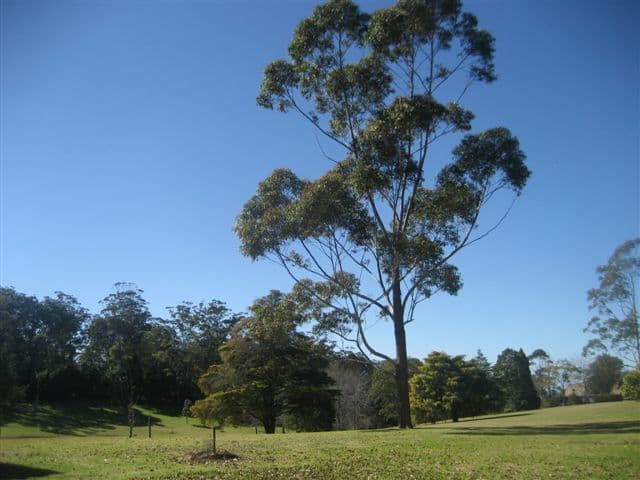 18  Glendower Street, MOUNT LOFTY QLD 4350, Mount Lofty - Thumbnail 5