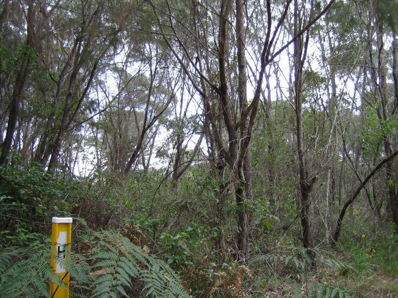 14  Azalia Street, RUSSELL ISLAND QLD 4184, Russell Island - Thumbnail 2