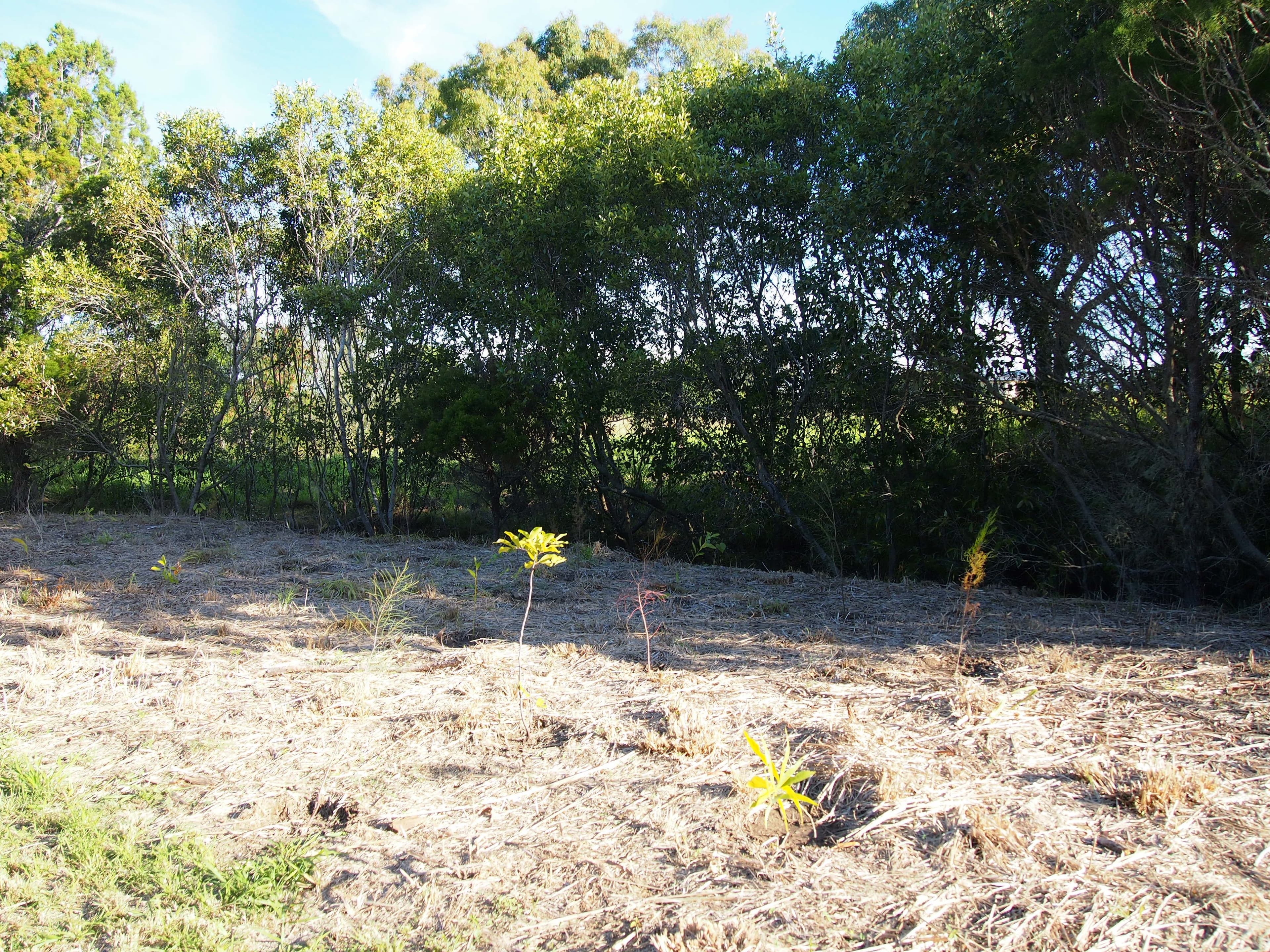 667 Charlton Esplanade, Urangan QLD 4655, Urangan - Thumbnail 3