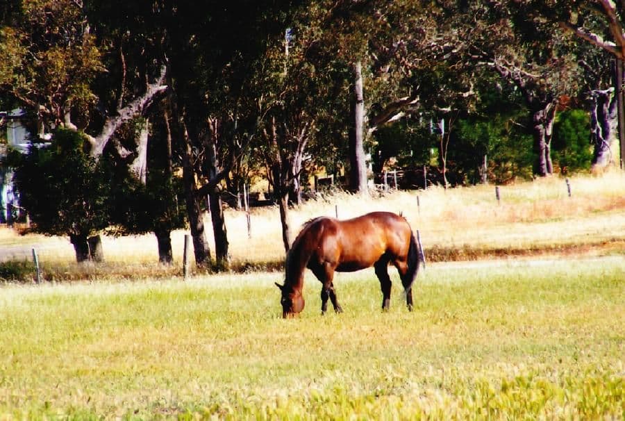 46 Punjum Road, MUNDULLA SA 5270, Mundulla - Thumbnail 4
