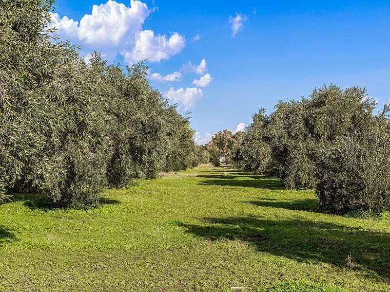 12 Mccord Road, Two Wells SA 5501, Two Wells - Thumbnail 7