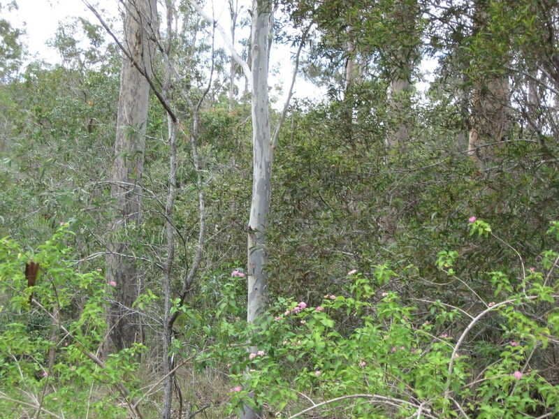 861 Duckpond Road, MOOLBOOLAMAN QLD 4671, Moolboolaman - Thumbnail 3