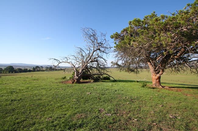 3 Millpost Lane, BUNGENDORE NSW 2621, Bungendore - Thumbnail 2