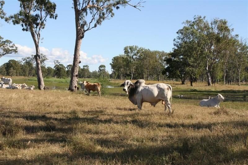 L 119 and 284 Nine Mile Road, FAIRY BOWER QLD 4700, Fairy Bower - Thumbnail 2