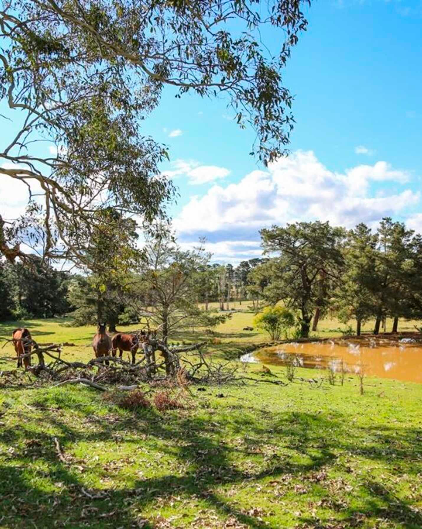 7031 Illawarra Highway Moss Vale, Vale - Thumbnail 7