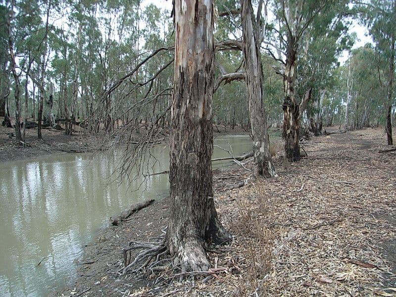 564 Moira Lakes Road, Barmah VIC 3639, Barmah - Thumbnail 4