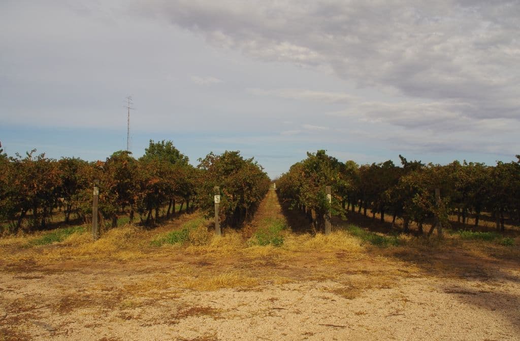 170 Eighth Street, Renmark SA 5341, Renmark South - Thumbnail 8