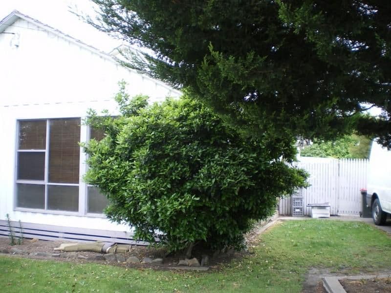13 Evelyn Court, TRARALGON VIC 3844, Traralgon - Thumbnail 2