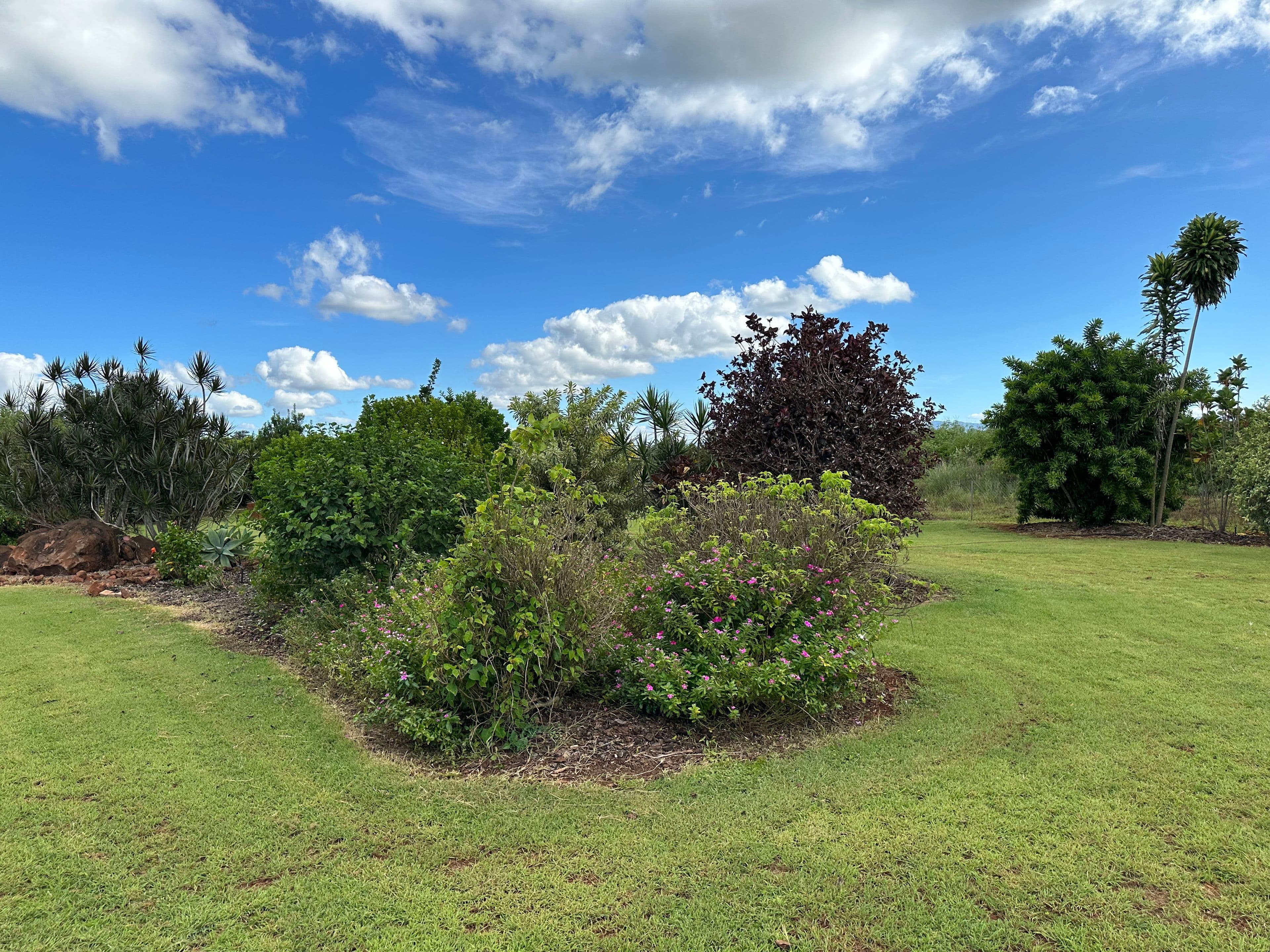 19 Gallo Drive, Mareeba QLD 4880, Mareeba - Thumbnail 7