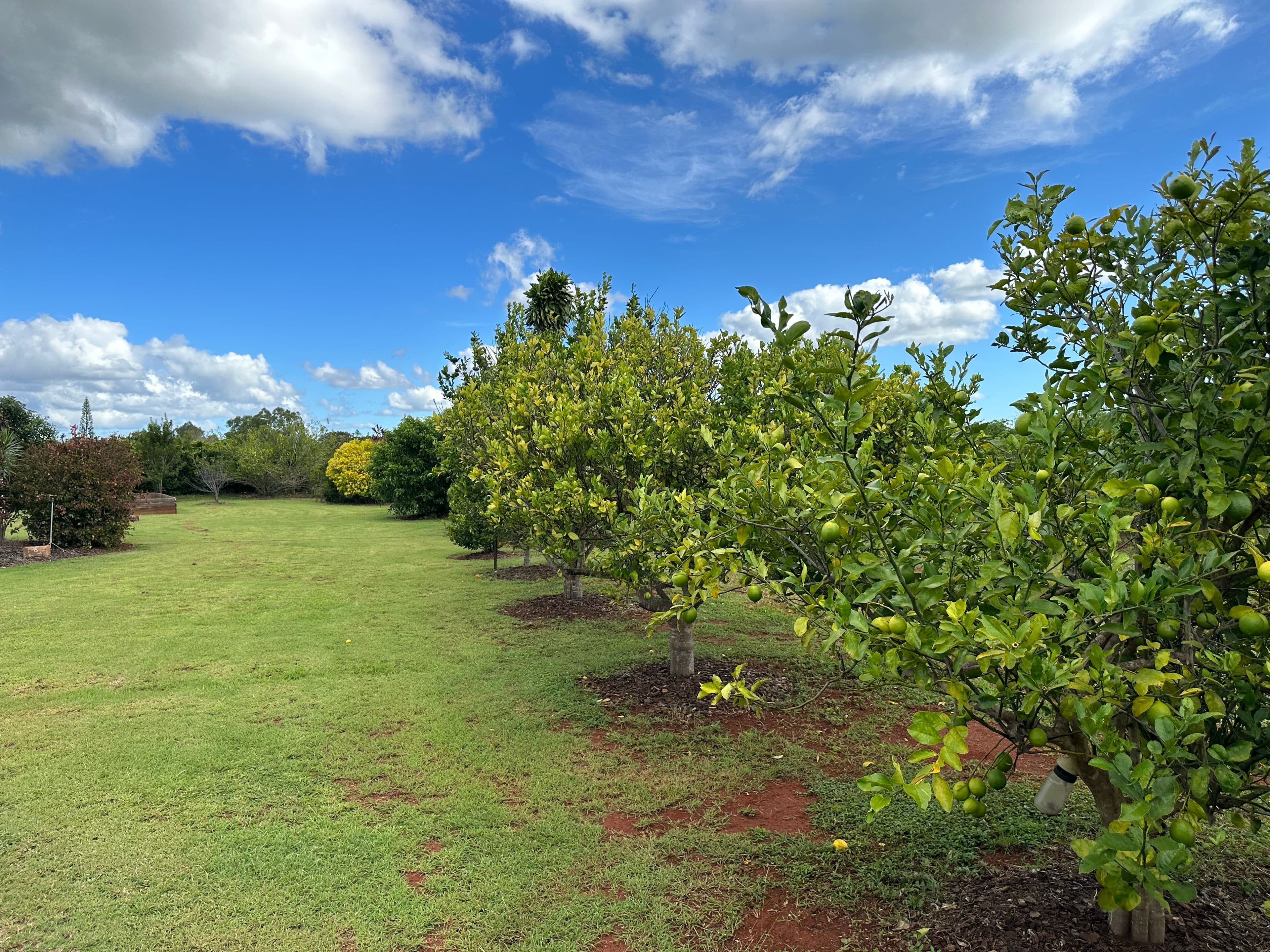 19 Gallo Drive, Mareeba QLD 4880, Mareeba - Thumbnail 8