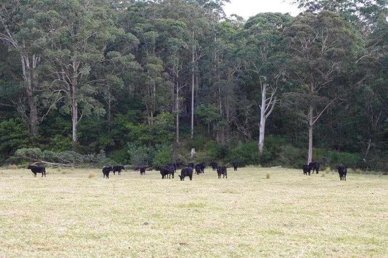 Portion 5 Yadboro Road, YADBORO NSW 2539, Yadboro - Thumbnail 7