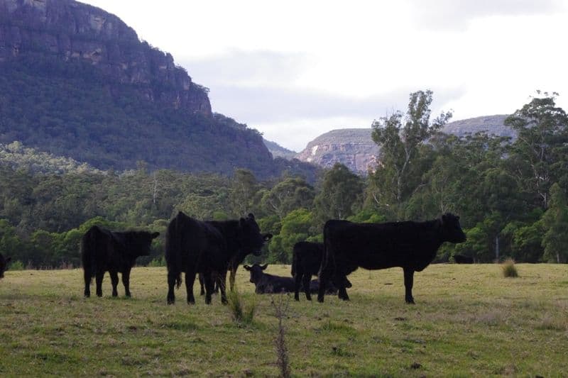 Portion 5 Yadboro Road, YADBORO NSW 2539, Yadboro - Thumbnail 8