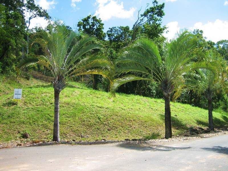 Lot 20 Botanica Drive, CANNONVALE QLD 4802, Cannonvale - Thumbnail 5