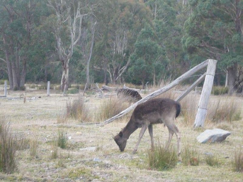 17 Nevin Street, ROSSARDEN TAS 7213, Rossarden - Thumbnail 4