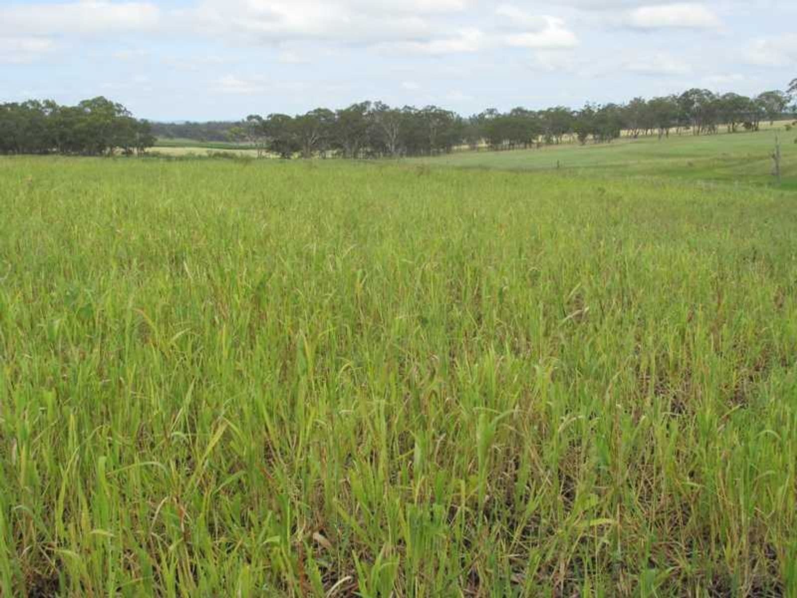 Lt 3 Womina-Willowvale Raod QLD 4370, Lt 3 Womina-Willowvale Raod - Thumbnail 6