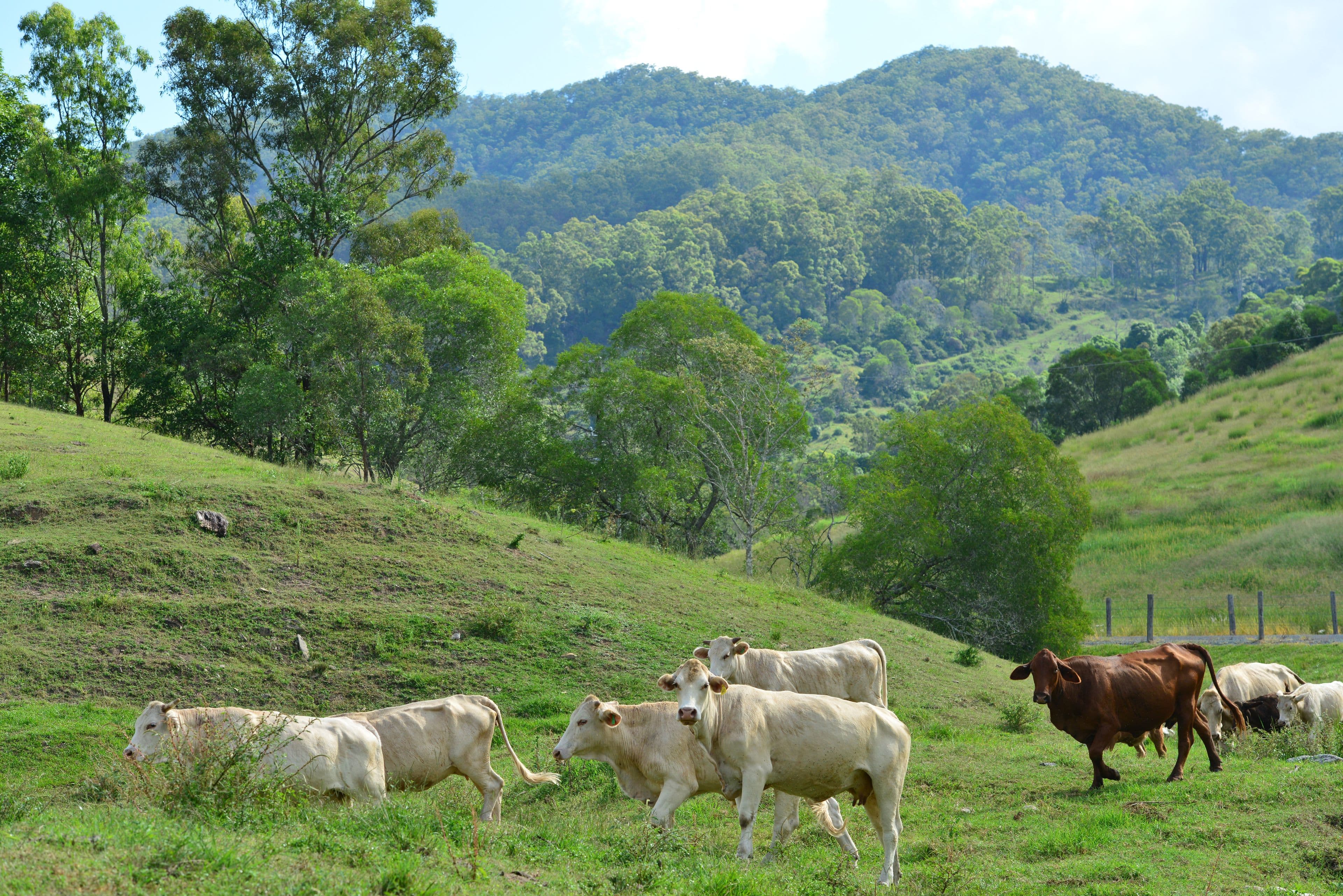 Armstrong Creek QLD 4520, Armstrong Creek - Thumbnail 8