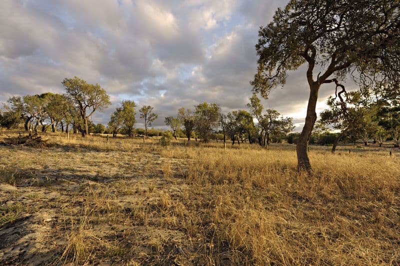 Lot 62 Horsfall Road, BALDIVIS WA 6171, Baldivis - Thumbnail 2