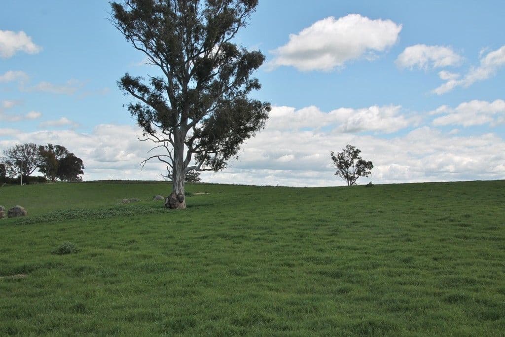605 Spring Creek Road, YOUNG NSW 2594, Young - Thumbnail 5
