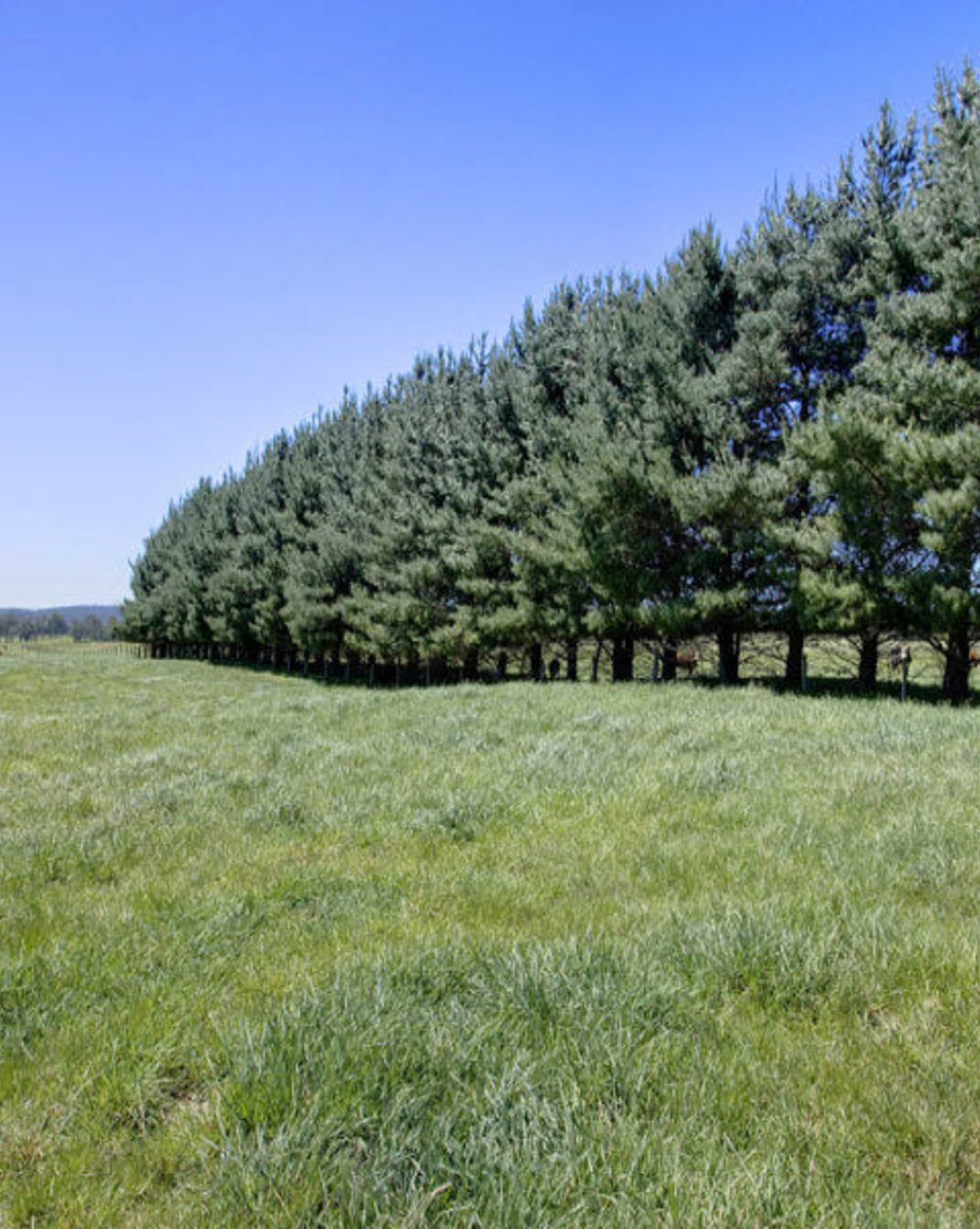 Headlam Road Moss Vale, Vale - Thumbnail 7