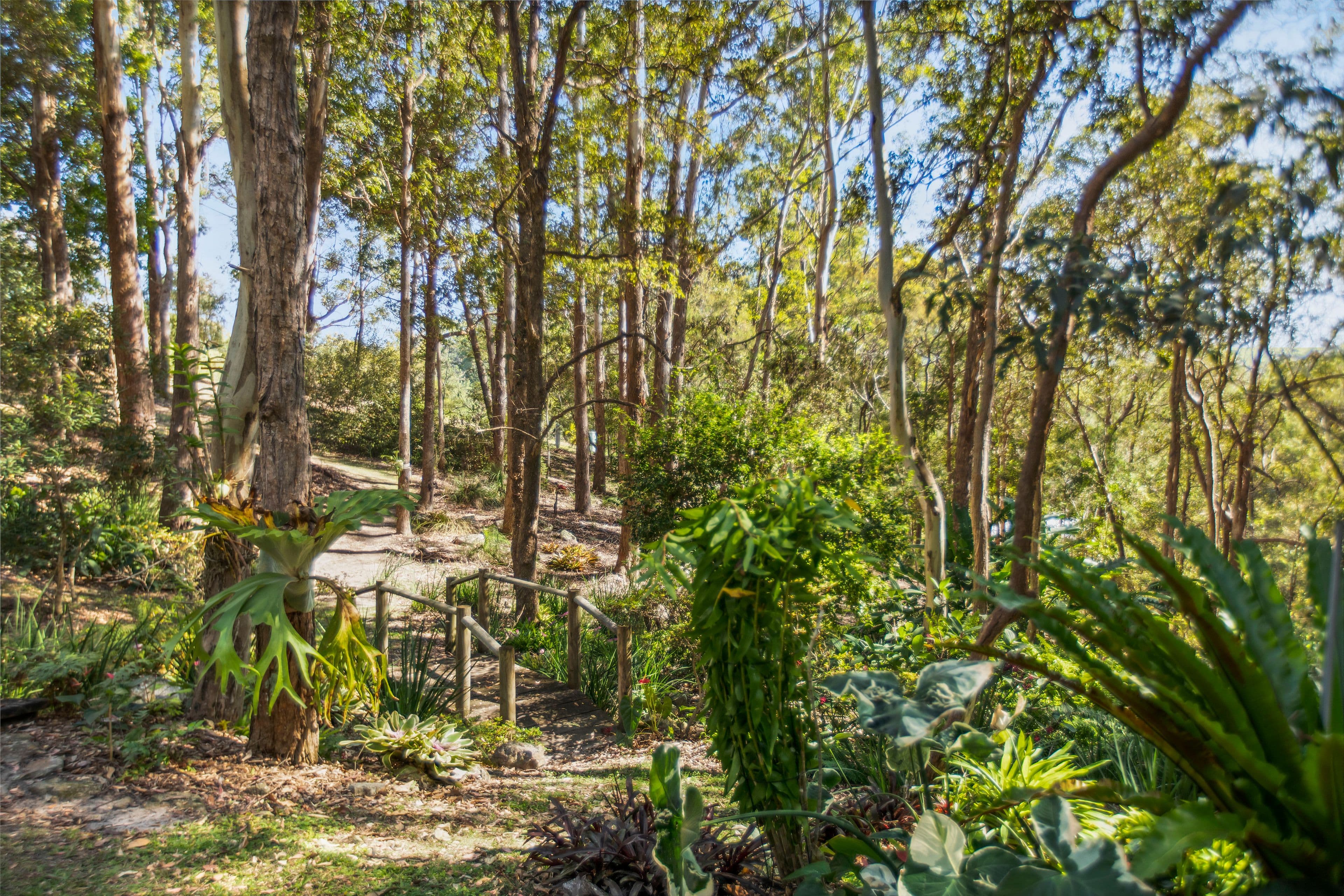 25 Paynters Creek Road, Rosemount QLD 4560, Rosemount - Thumbnail 5