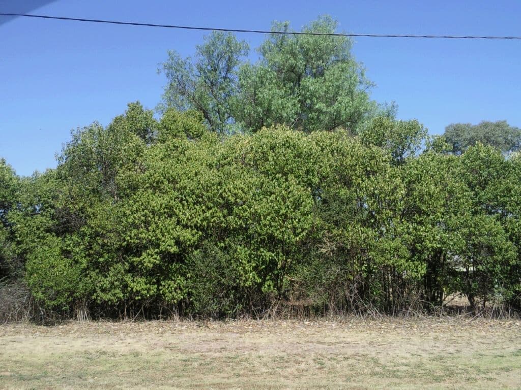 43-45 Railway Street, BINNAWAY NSW 2395, Binnaway - Thumbnail 4