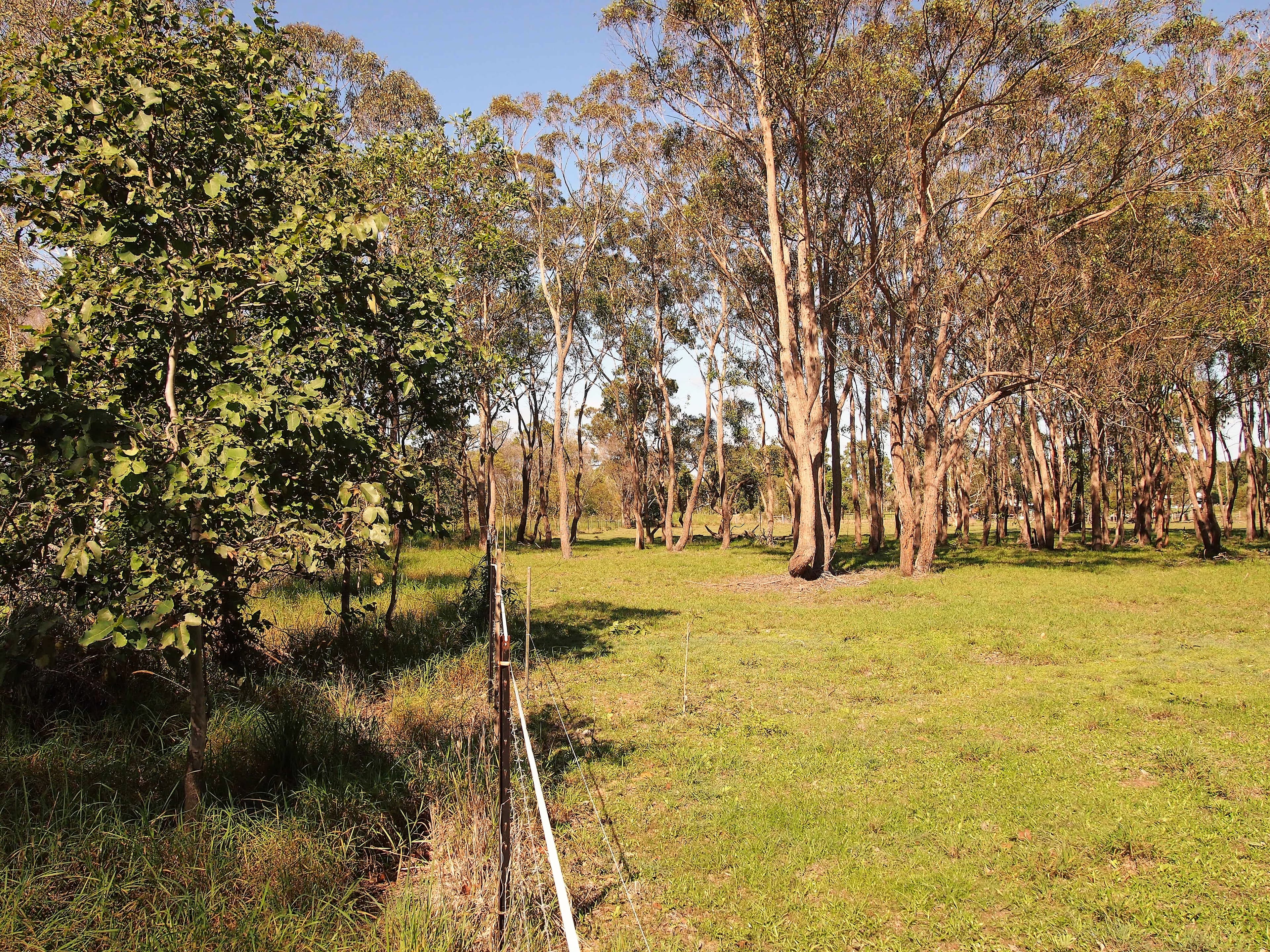 1591 Booral Road, Nikenbah QLD 4655, Nikenbah - Thumbnail 3