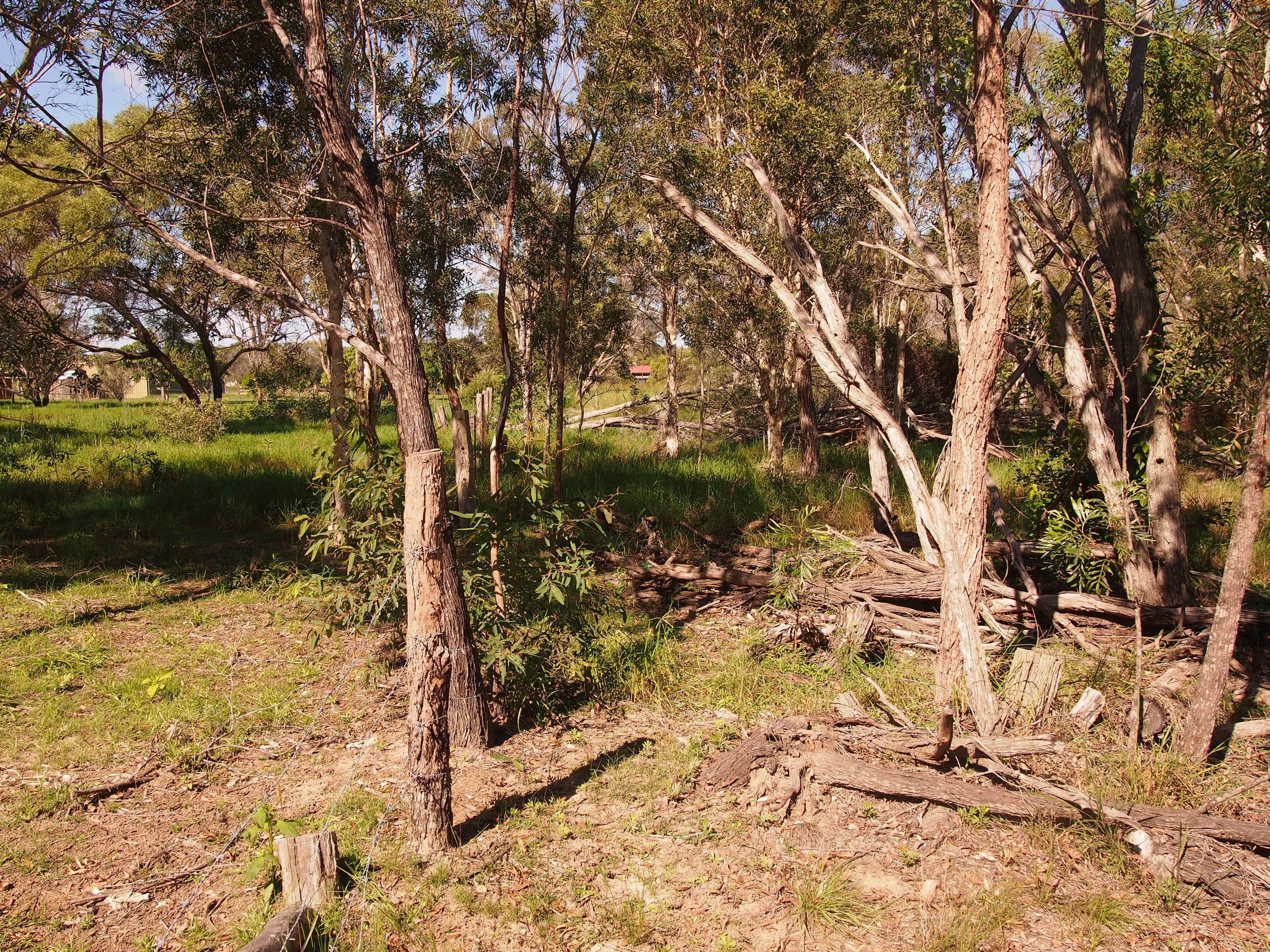 1591 Booral Road, Nikenbah QLD 4655, Nikenbah - Thumbnail 4