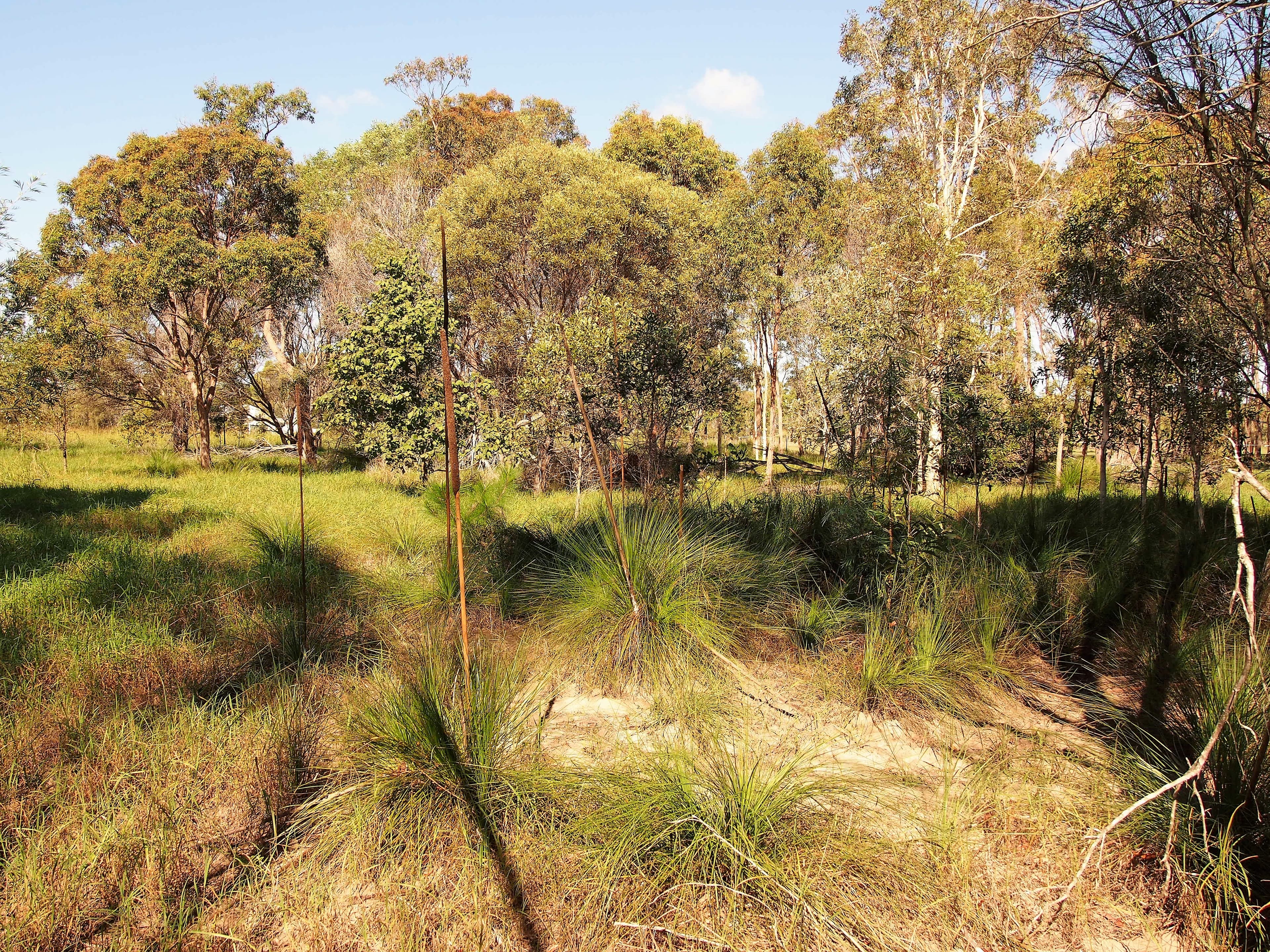 1591 Booral Road, Nikenbah QLD 4655, Nikenbah - Thumbnail 5