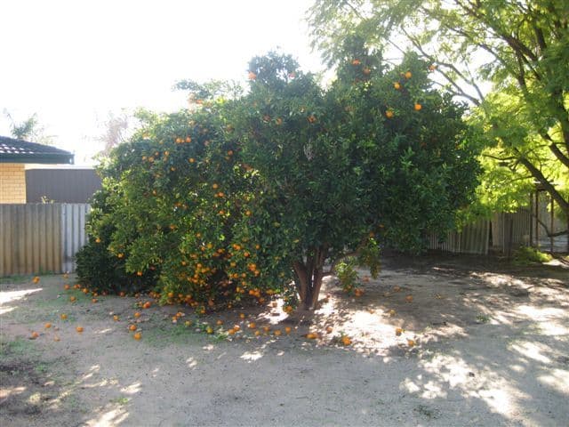 4120A West Swan Road, WEST SWAN WA 6055, West Swan - Thumbnail 4