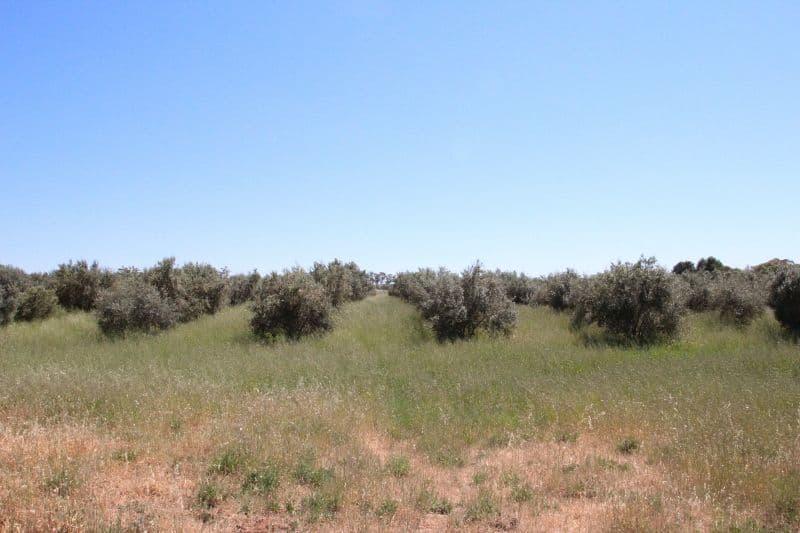 Lot 57 Dennis Road, Auburn SA 5451, Auburn - Thumbnail 5