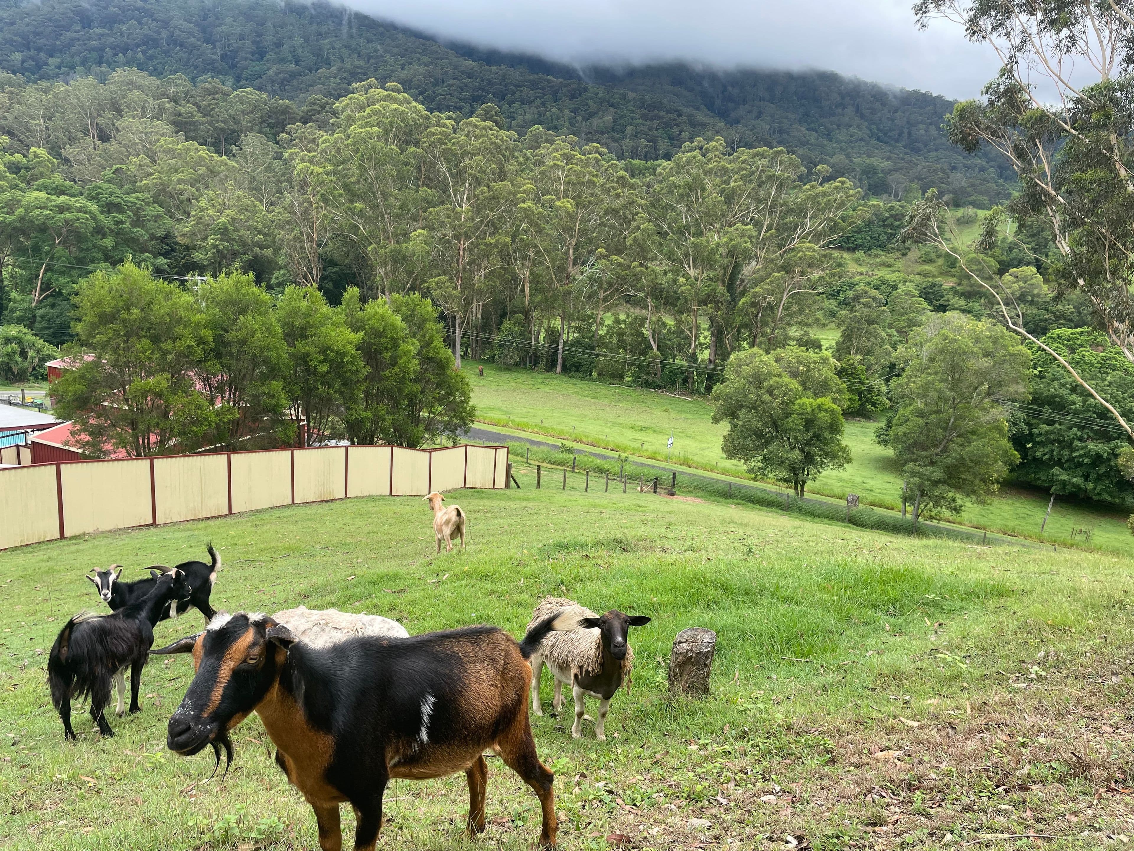 533 Mount Brisbane Road, Mount Pleasant QLD 4521, Mount Pleasant - Image 1