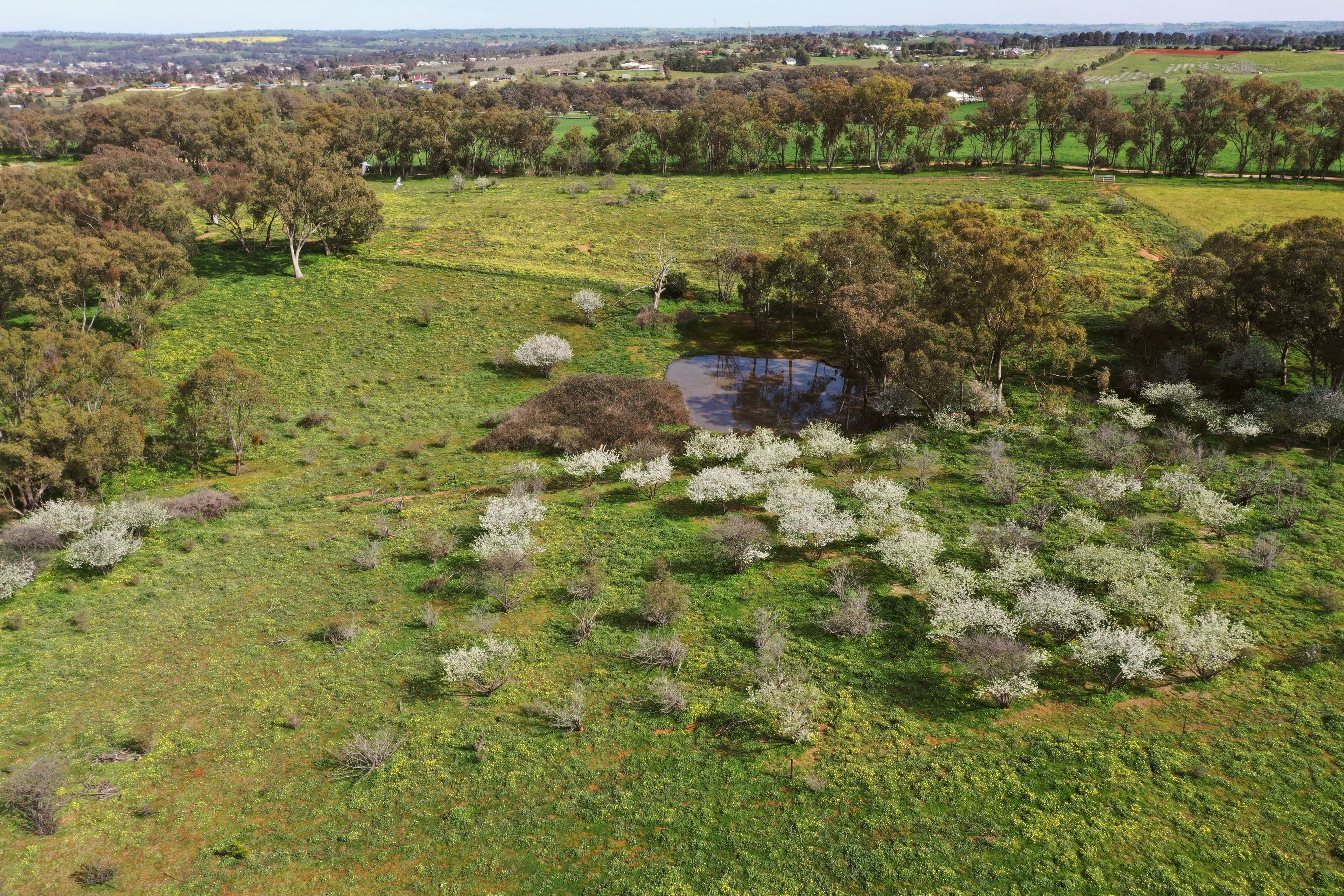 149 Commons Road, Young NSW 2594, Young - Thumbnail 3