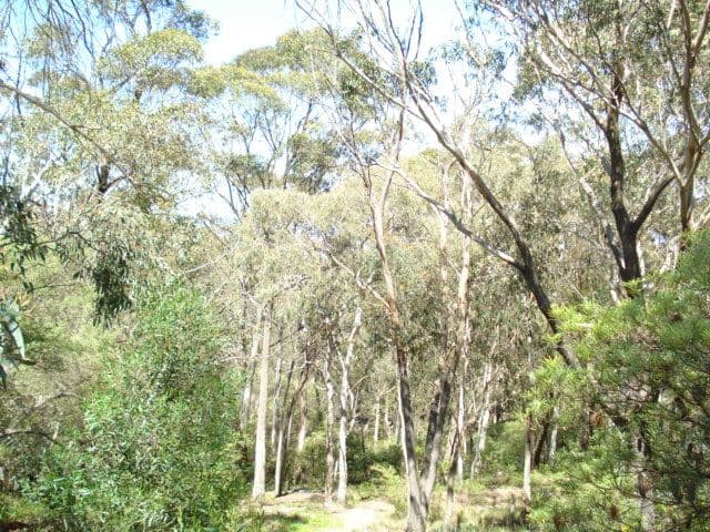 158 Victoria Street, MOUNT VICTORIA NSW 2786, Mount Victoria - Thumbnail 5