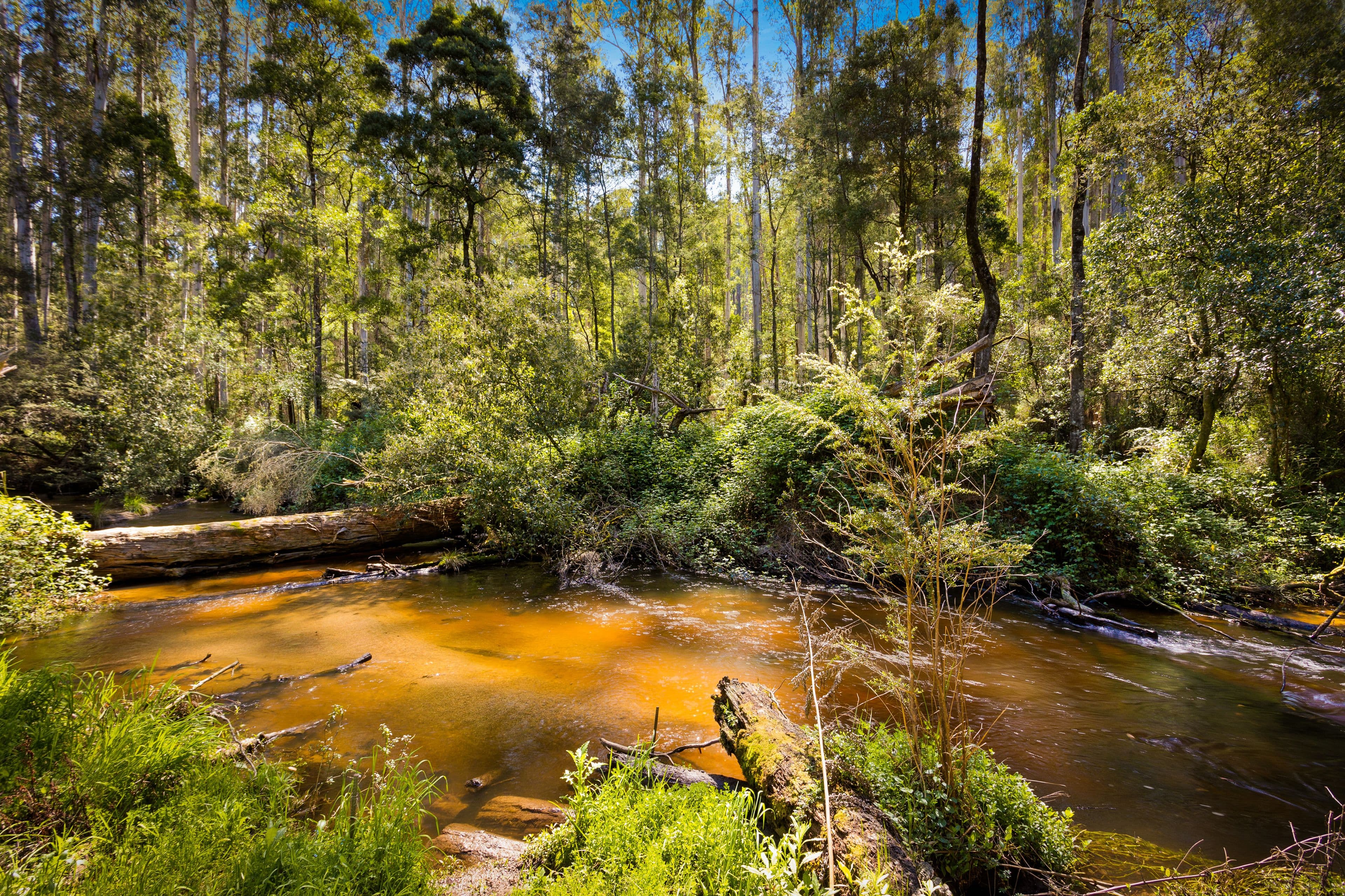 10 Goodwood Street, Noojee VIC 3833, Noojee - Thumbnail 8