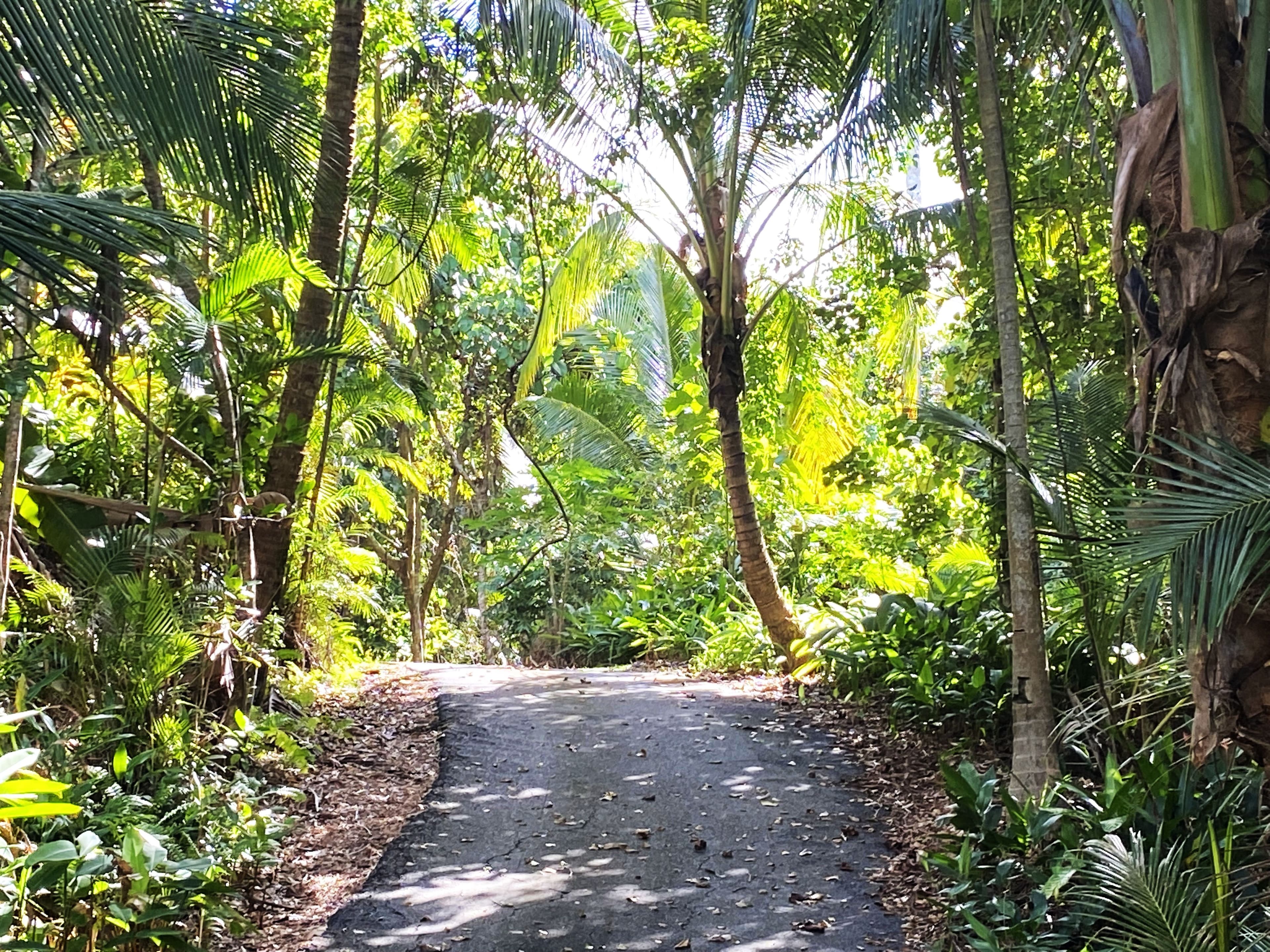 1A Cutten Street, Bingil Bay QLD 4852, Bingil Bay - Thumbnail 5