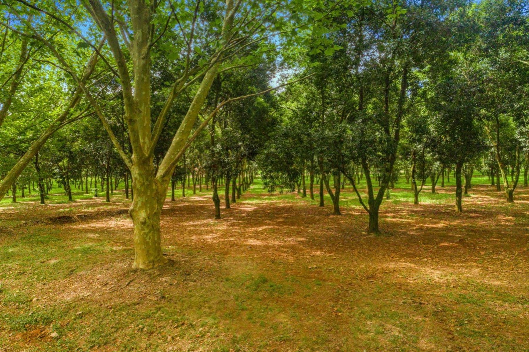 828 Fernleigh Road, Brooklet - Thumbnail 8