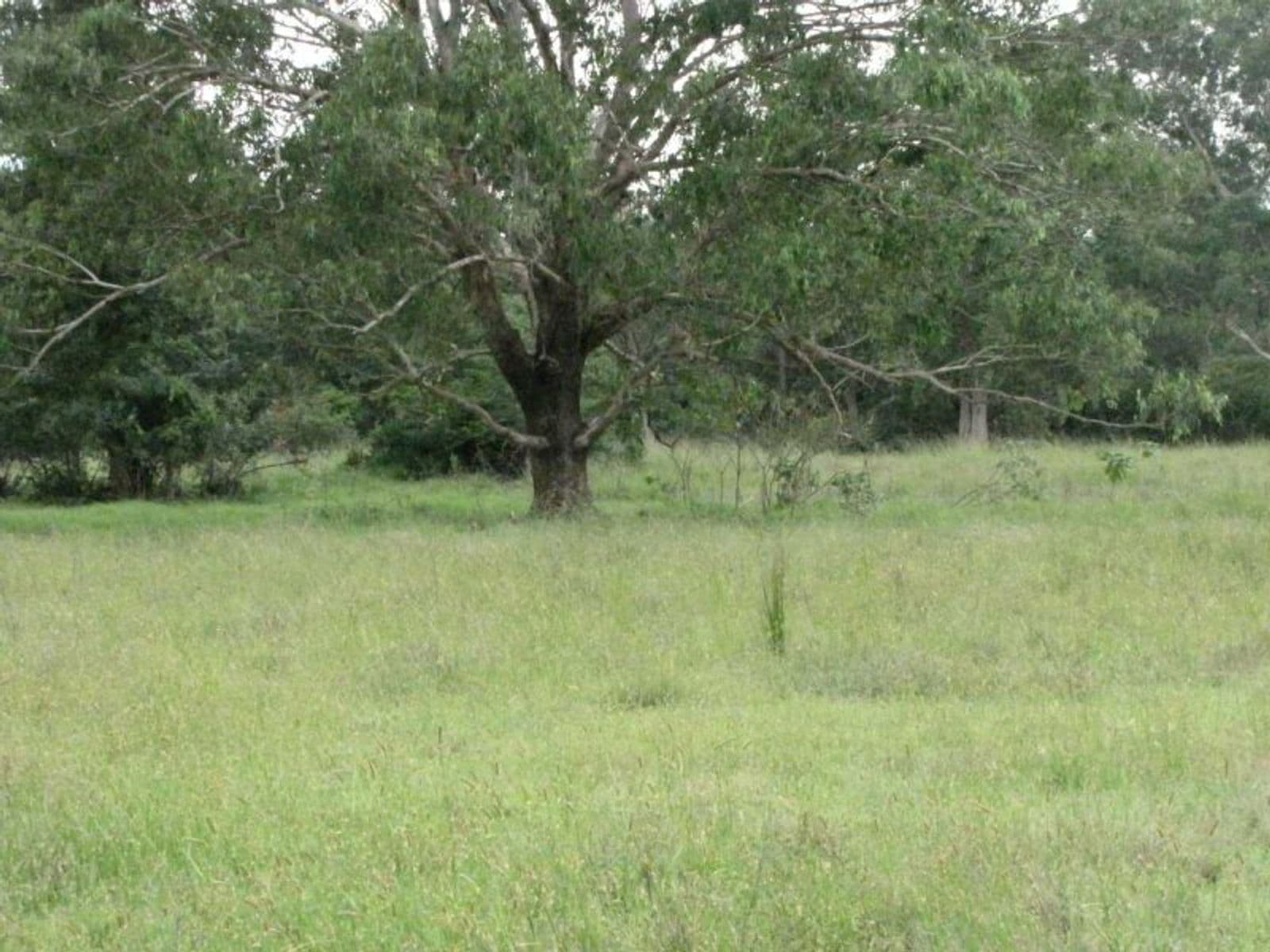 1838 Plainstation Rd, Tabulam, NSW 2469, Tabulam - Thumbnail 8