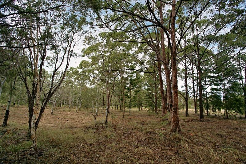 116 Bumstead Road, PARK RIDGE QLD 4125, Park Ridge - Thumbnail 3