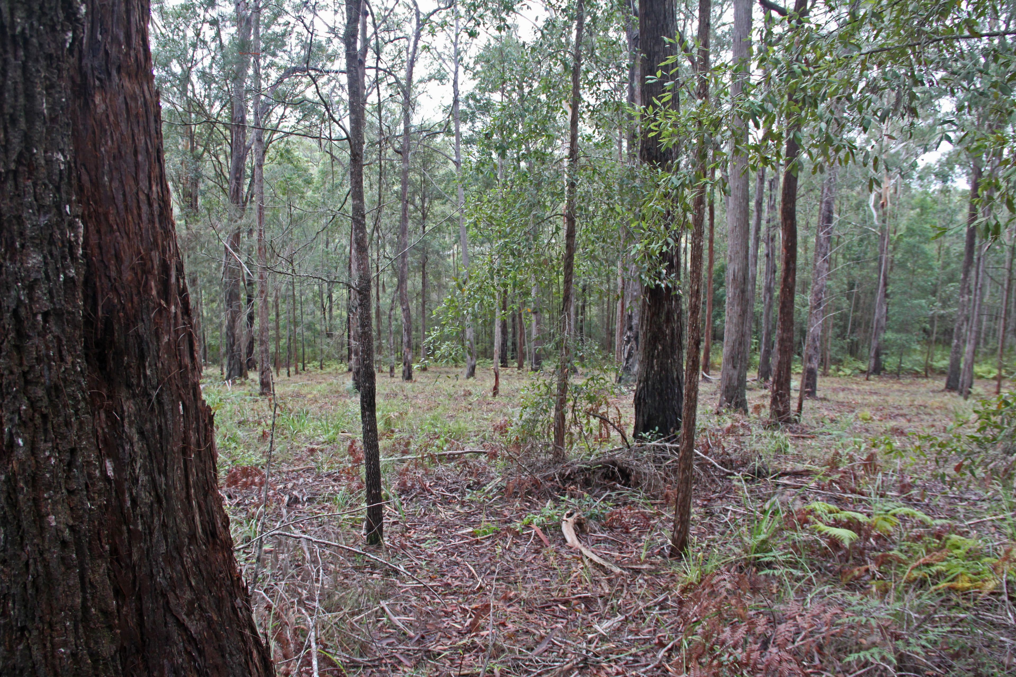Lot 45 Possum Way, Kew NSW 2439, Kew - Image 1