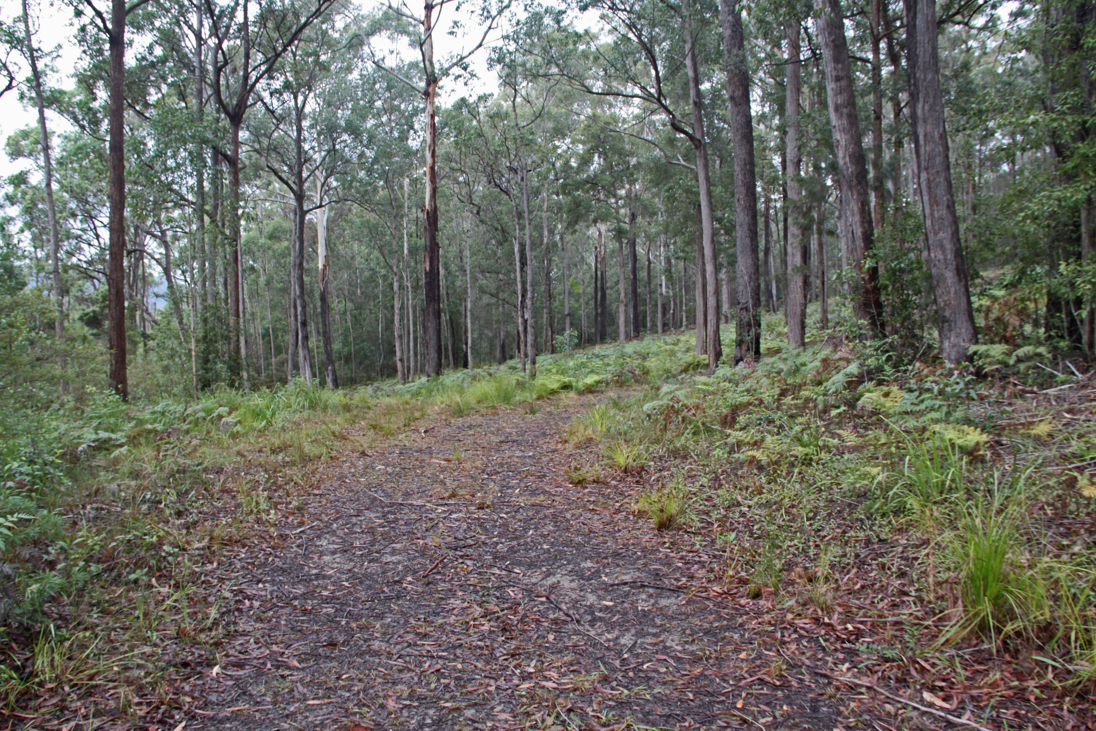 Lot 45 Possum Way, Kew NSW 2439, Kew - Thumbnail 2