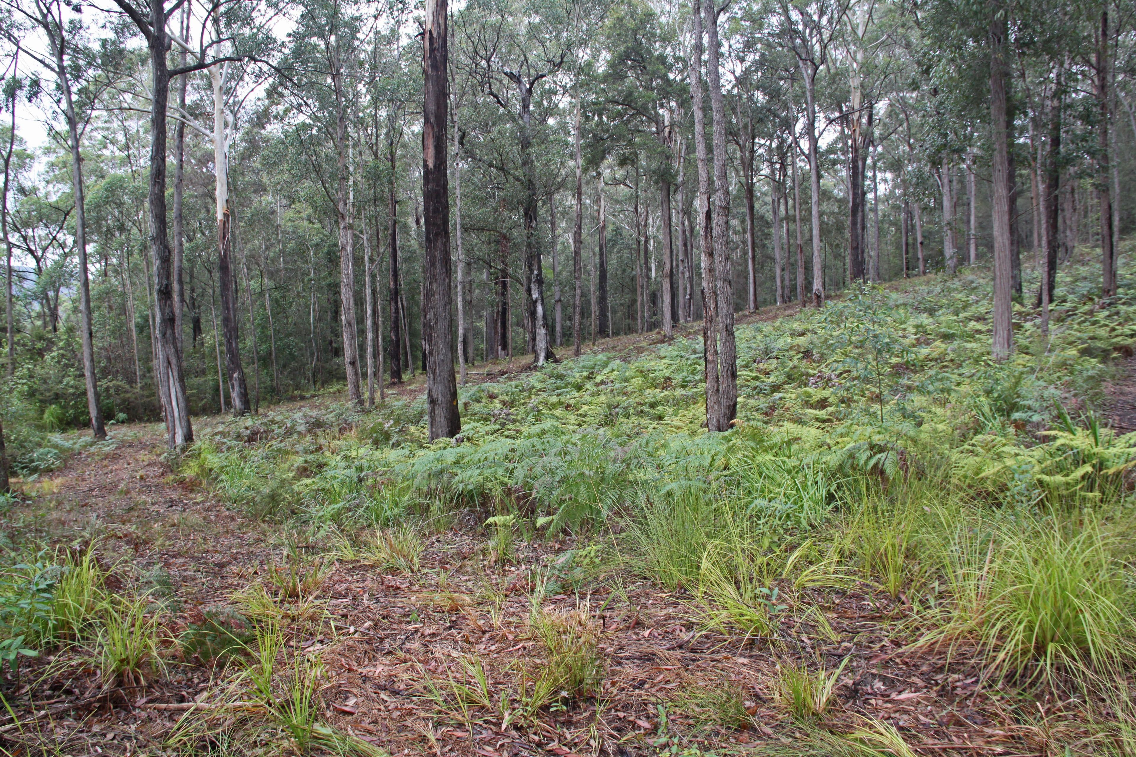 Lot 45 Possum Way, Kew NSW 2439, Kew - Thumbnail 3