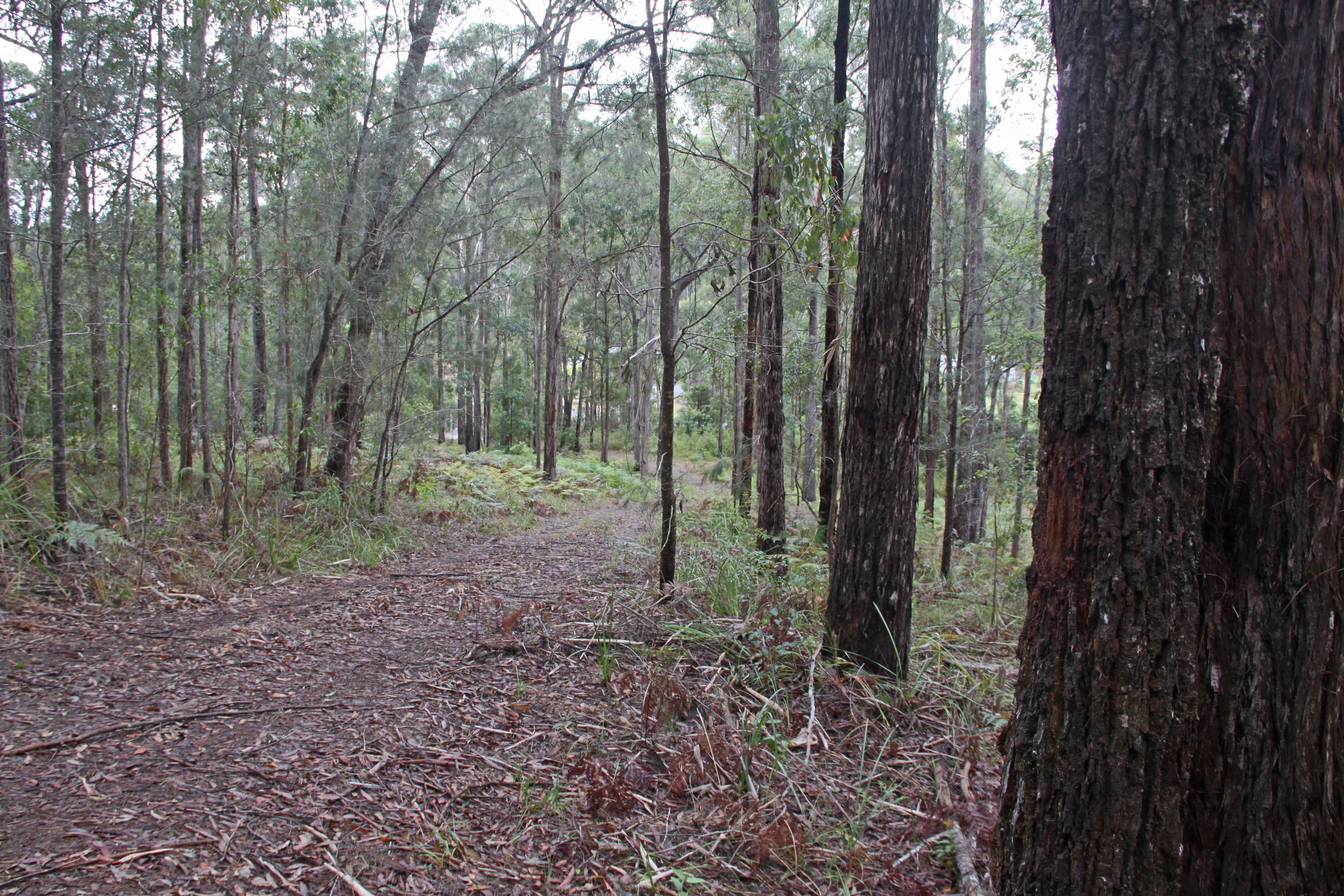 Lot 45 Possum Way, Kew NSW 2439, Kew - Thumbnail 4