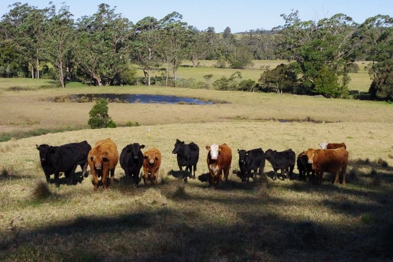 123,146,148 Princes Highway, CONJOLA NSW 2539, Conjola - Image 1
