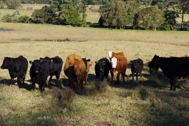 123,146,148 Princes Highway, CONJOLA NSW 2539, Conjola - Thumbnail 8