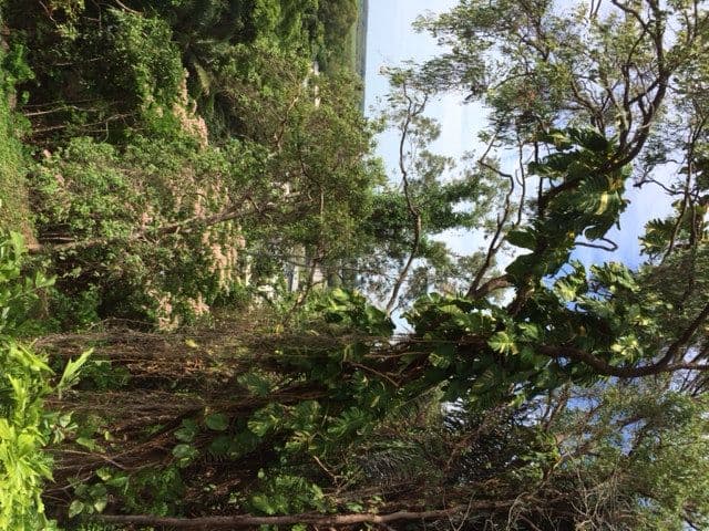 24 Behan Street, STRATFORD QLD 4870, Stratford - Thumbnail 5